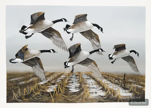 Canada Geese in Field; canada goose wildlife subject in wetland setting.