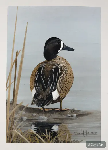 Blue-Winged Teal; blue-winged teal wildlife subject in wetland setting.