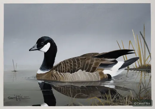 Canada Goose Swimming Reflected wildlife artwork.