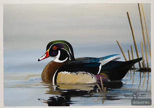 Surprised Wood Duck wildlife artwork.