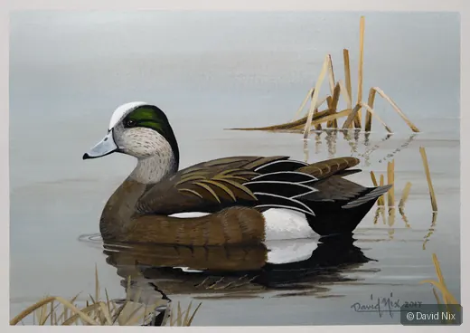 American Wigeon Swimming wildlife artwork.