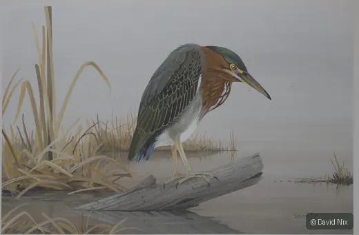 Little Green Heron on Snag; original wildlife artwork in the waterfowl series.