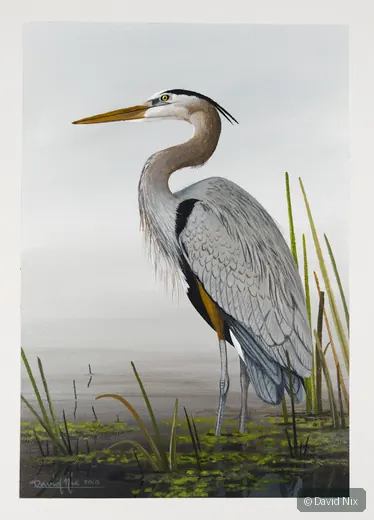 Great Blue Heron among reeds in a marsh setting.