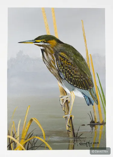 Little Green Heron among reeds in a marsh setting.