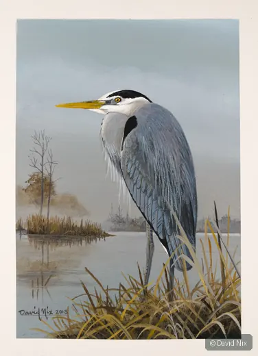 Great Blue Heron among reeds in a marsh setting.