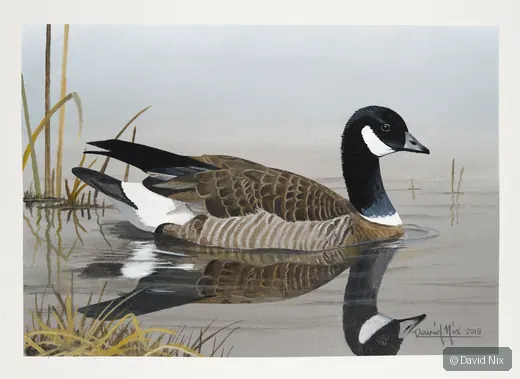 Canada Goose swimming on calm water with soft reflections.