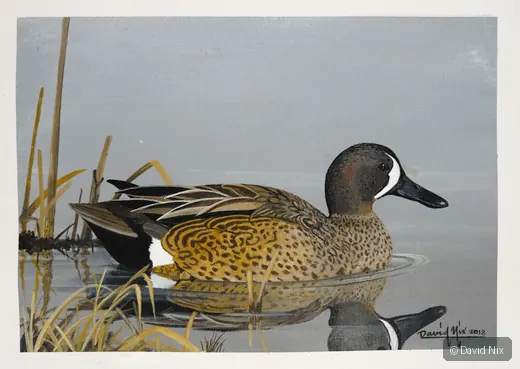 Blue-Winged Teal; blue-winged teal wildlife subject in wetland setting.