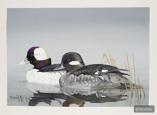 Male and female bufflehead pair on calm water.