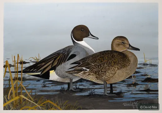Northern Pintail Pair on Shoreline; pintail duck wildlife artwork.