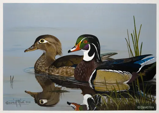 Wood Duck Pair in Water wildlife artwork.