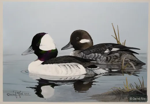 Bufflehead Mixed Pair Swimming wildlife artwork.