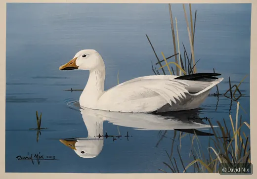 Snow Goose in Pond; lesser snow goose wildlife artwork.