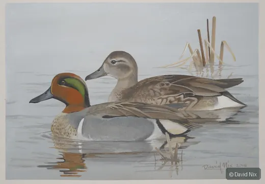 Green-Winged Teal Pair wildlife artwork.