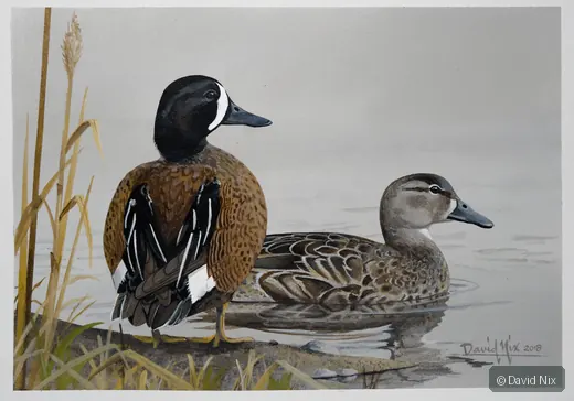 Blue-Winged Teal Pair on Shoreline wildlife artwork.