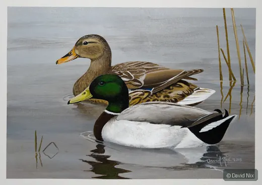 Mallard Pair on Placid Water; mallard duck wildlife artwork.