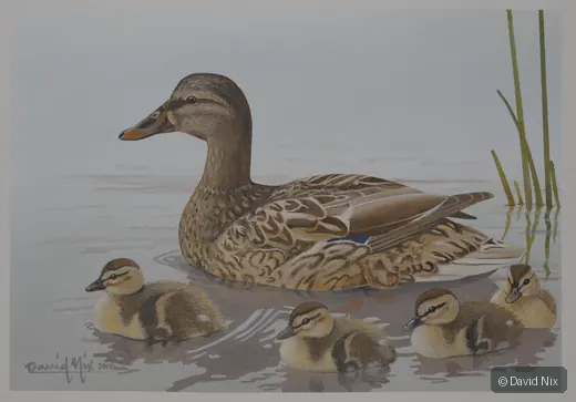 Mallard Mama and Ducklings; mallard duck wildlife artwork.
