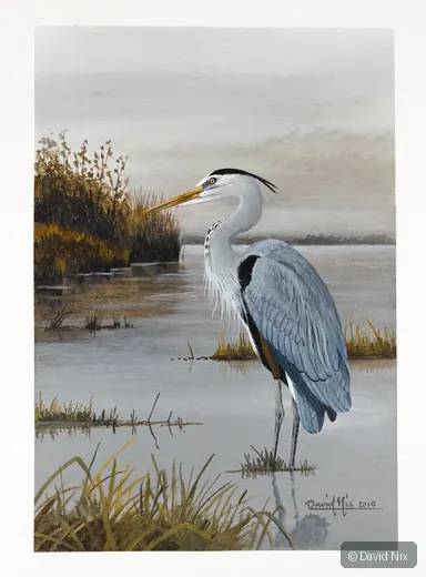 Great Blue Heron along shoreline in quiet wetland scene.