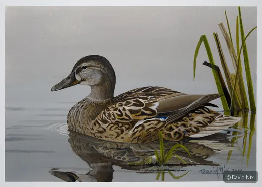 Blue-Winged Teal Female wildlife artwork.