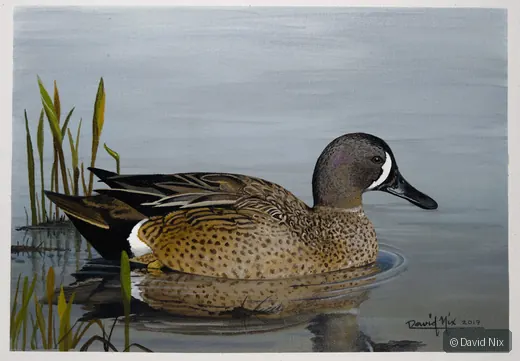 Blue-Winged Teal Female Swimming wildlife artwork.