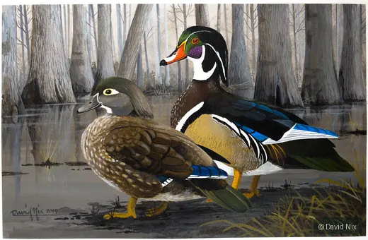 Wood Duck Pair in Swamp; original wildlife artwork in the waterfowl series.