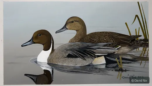 Pintail Pair in Morning; pintail duck subject in the waterfowl series.