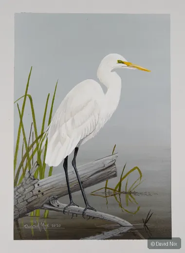 Egret; egret wildlife subject in wetland setting.