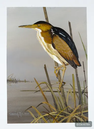 Least Bittern; least bittern wildlife subject in wetland setting.