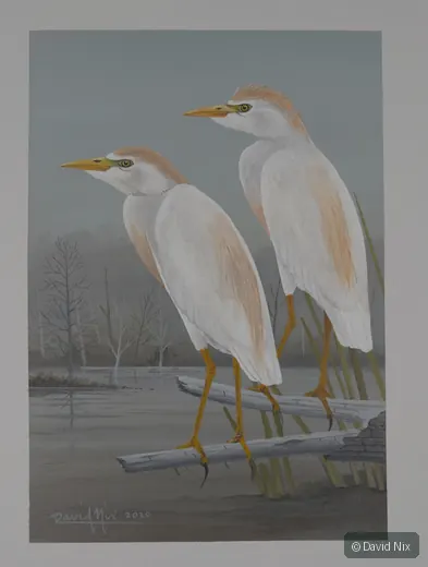 Pair of cattle egret in a marsh or wetland setting.