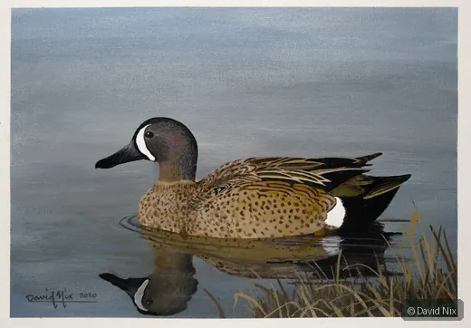 Blue-Winged Teal Female wildlife artwork.