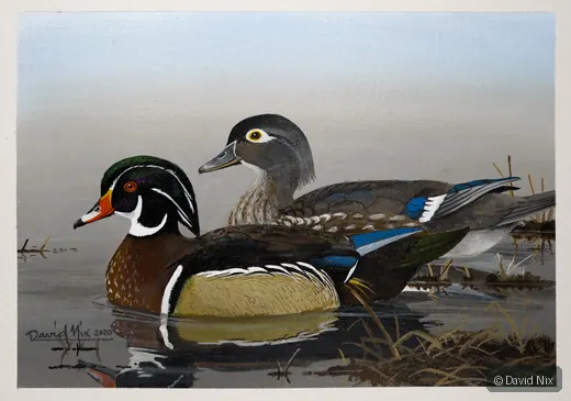 Wood Duck Pair in Marsh wildlife artwork.