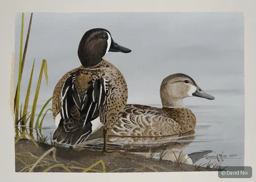 Pair of blue-winged teal in a marsh or wetland setting.
