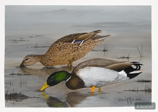 Pair of mallard duck in a marsh or wetland setting.
