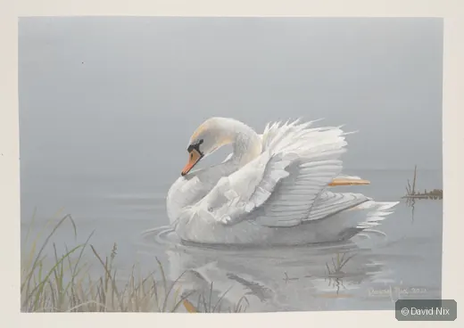 Swan ruffling feathers on calm water.