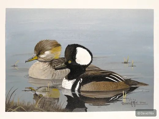 Pair of merganser in a marsh or wetland setting.