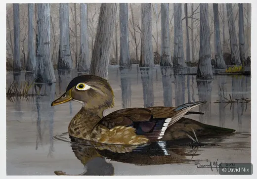 Female Wood Duck Swimming in Swamp wildlife artwork.