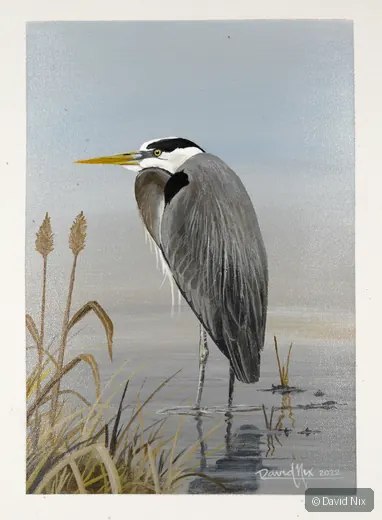 Great Blue Heron in Marsh; great blue heron wildlife subject in wetland setting.