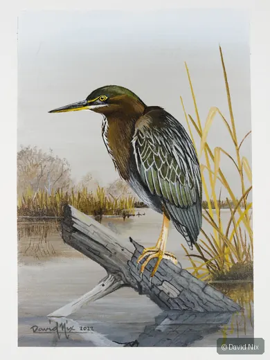 Little Green Heron perched on branch/snag in wetland setting.