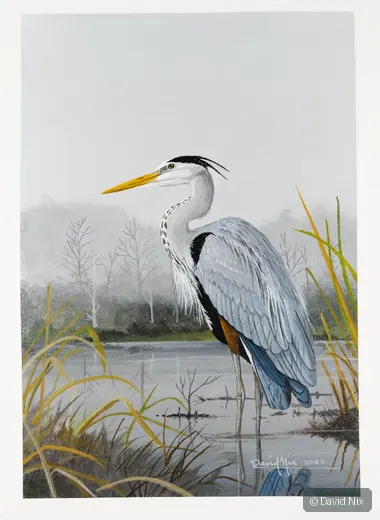 Great Blue Heron; great blue heron wildlife subject in wetland setting.