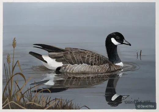Canada Goose Transiting wildlife artwork.