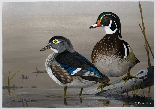 Wood Duck Pair on Snag wildlife artwork.