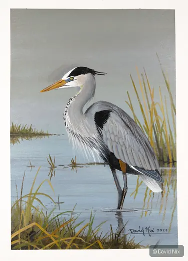 Great Blue Heron along shoreline in quiet wetland scene.