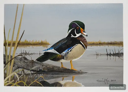Wood Duck along shoreline in quiet wetland scene.