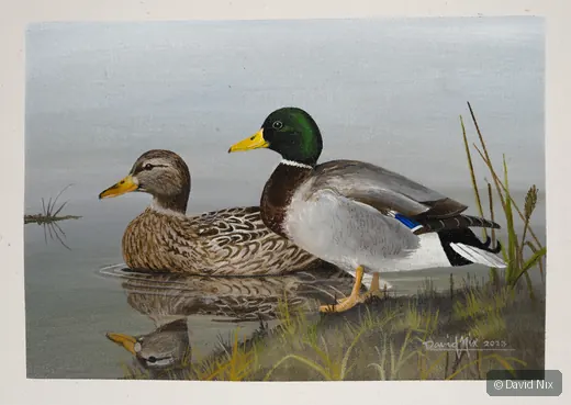 Pair of mallard duck in a marsh or wetland setting.