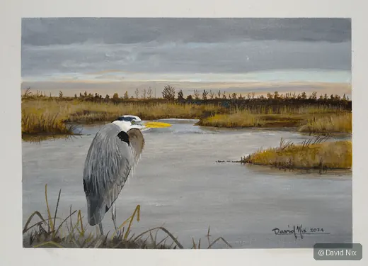 Great Blue Heron in broad marsh landscape with open water.