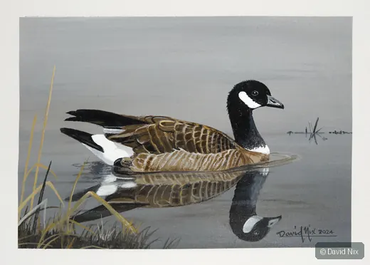 Canada Goose swimming on calm water with soft reflections.