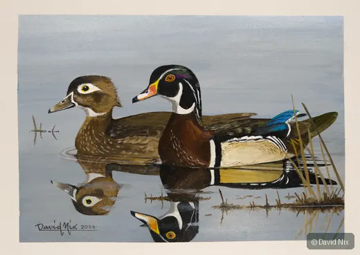 Pair of wood duck in a marsh or wetland setting.