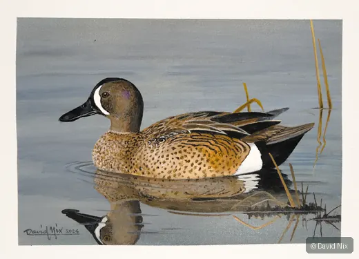 Blue-Winged Teal; blue-winged teal wildlife subject in wetland setting.
