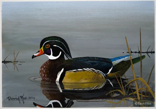 Wood Duck Gliding in Winter wildlife artwork.
