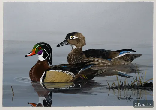 Wood Duck Pair Relaxing wildlife artwork.