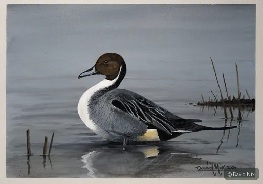 Pintail Wading in the Morning; pintail duck wildlife artwork.